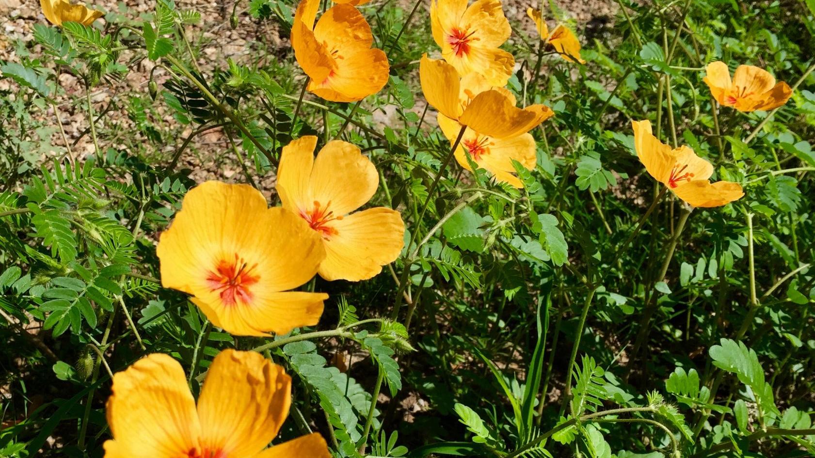 Summer poppies